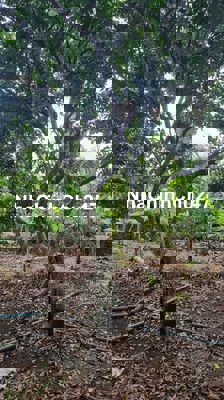 🌳 BÁN ĐẤT VƯỜN 1000M² QH THỔ CƯ – MẶT TIỀN 25M – GIÁ CHỈ 1.699 TỶ 🍈