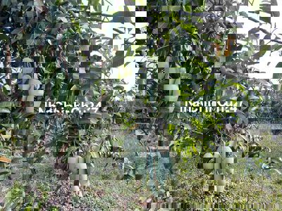 🥭 Bán Vườn Xoài Đài Loan Siêu Trái Mặt Tiền 50m, Chỉ 400 Triệu/1000m²🥭