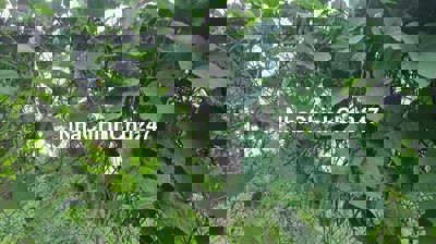 Bán nhà vườn 2 mặt tiền đường 1 mặt tiền rạch ngay khu dân cư