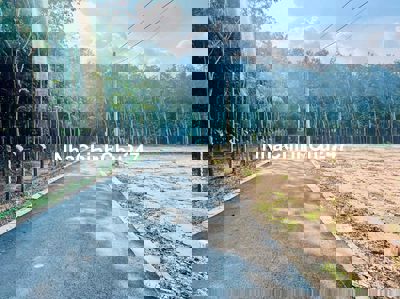 Bán gấp đất mặt tiền đường nhựa, 250m2 có 100tc giá chỉ 230tr dân đông