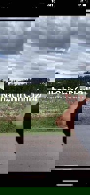 10 sào đất mặt tiền đường nhựa 62m đang trồng mì