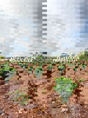 Chính chủ ngộp cần bán gấp 2,2 sào