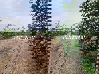 Bán đất nông nghiệp mặt đường Ổ Cu Kiến Vàng, xã Tân Nhựt, Bình Chánh.