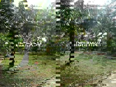 Đất vườn có thổ cư + cây ăn trái