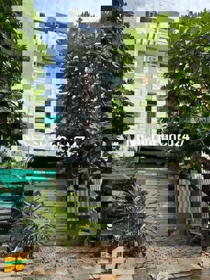 Bán Nhà 5x20m 1 hầm + 3 tầng lầu