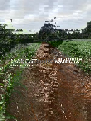 Bán đất vườn trồng cây lâu năm tại Xã Bàu Chinh - Châu Đức - BRVT