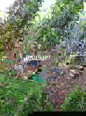 Chính chủ cần bán