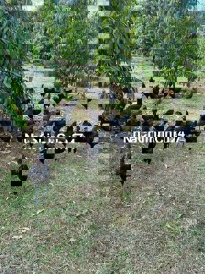 1/ sẹc đất vườn tân an - TDM. Đất xây biệt thự nhà vườn, nhà gỗ