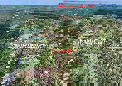 [HOT] Hơn 1ha4 vườn sầu Ri6, Thái cho thu nhập ổn định chỉ 720tr/sào