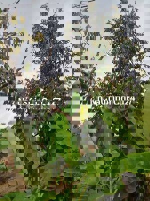 CHÍNH CHỦ GỬI BÁN MẢNH ĐẤT VƯỜN XÃ QUỐC OAI - ĐẠ TẺH 850TR