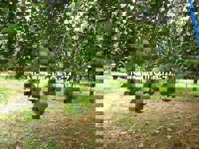 Bán đất vườn bưởi 3320m2 đang thu hoạch tại Châu Đức, Bà Rịa Vũng Tàu