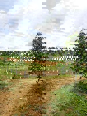 Bán vườn sầu riêng Thái, Vải thiều năm thứ 4, vừa nghỉ dưỡng