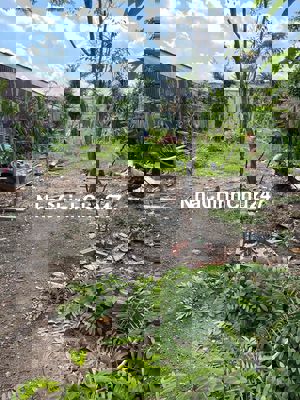 ĐẤT TRỐNG 250m NGAY ĐƯỜNG 48 CÁ SẤU HOA CÀ KD TỰ DO