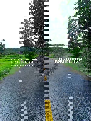 Bán đất 1000 m2 ở Đồng Voi, gần sông Sài Gòn