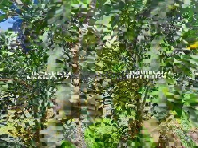 Cần bán vườn bưởi đang thu hoạch