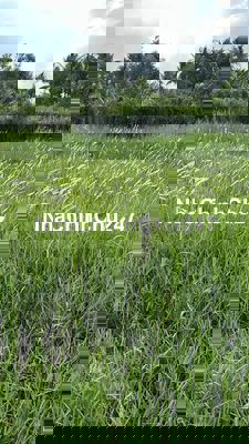 Chủ Kẹt Tiền Gửi Bán Lô Đất 4x11=44m2 xung quanh dân cư đông đúc