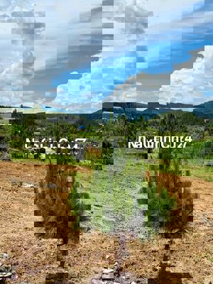 Bán đất Nam Hà 390 triệu, vị trí chính giữa sân bay và Đà Lạt