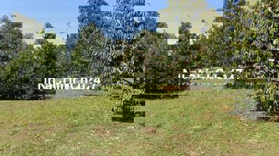 Bán 2.3ha đất nhà vườn sầu riêng đang thu hoạch Hớn Quản, Bình Phước