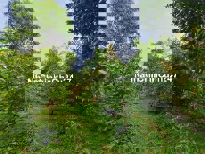 CHỦ NGỘP BÁN GẤP 3000M2 VƯỜN TRÁI CÂY GIÁ CHỈ 450TR