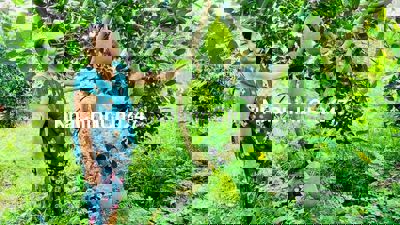 Chú 6 Đồng Xoài Sang Vườn 1100m2 chỉ 235tr sẵn 20 Gốc Mit Đường OTO 8m