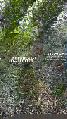 Chủ Kẹt Tiền Bán Lỗ Lô Đất 4x13m Chỉ 300Tr Đất Sổ Chung Vi Bằng