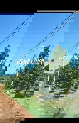 Bán gấp cho chủ vườn sầu riêng đã thu hoạch