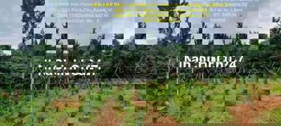 Chính Chủ Cần Bán Lô Đất Vị Trí Đẹp Tại  Xã  ĐạSar,Lạc Dương,Lâm Đồng