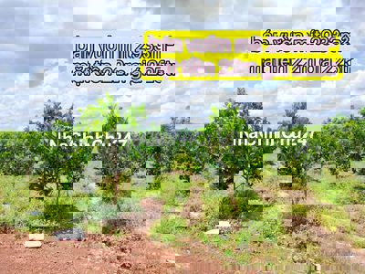 Bán vườn mít 2933m² MT 22m giá 225tr