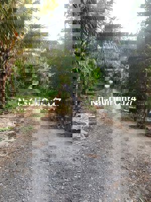 Đất vườn sầu riêng cho trái 4 năm. Gần thị trấn Long Hồ