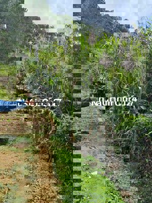 ĐẤT NN SỔ ĐỎ 1000m2 và hơn,TIỆN LÀM FARMSTAY,TRỒNG CÂY,XUÂN THỌ,ĐÀ LẠT