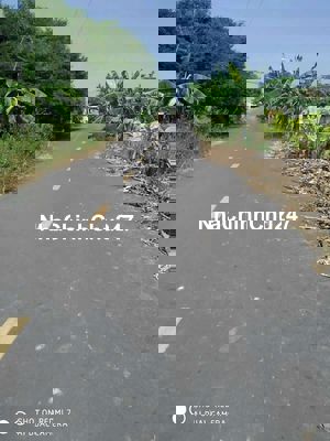 Kẹt tiền cần bán gấp vườn cây măng cụt và sầu riêng dt 4170m vuông.