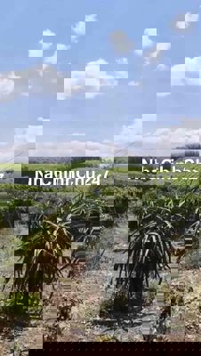 Mảnh đất Vườn Thăng Long ở Đồng Nai cần bán