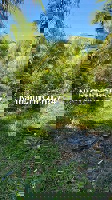 cần bán đất vườn dừa , sapo