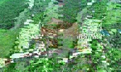 Siêu phẩm 21000m2 đất trồng cây lâu năm thiết kế cảnh quan đẹp có nhà