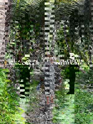 CẦN BÁN 1 MẪU 8 ĐẤT VƯỜN DỪA ĐANG THU HOẠCH