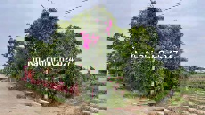 Đất vườn , 1177m2 , cạnh kcn Quang Minh