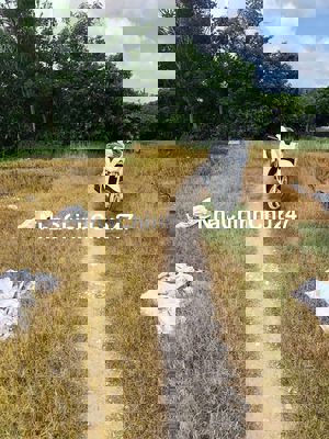 1 công đất trường đông hẻm 21. Chỉ 700 triệu hết đất