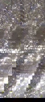 Cần bán 3.5ha sầu riêng đami