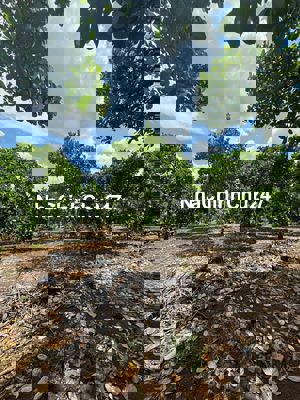 Đất vườn giá rẻ