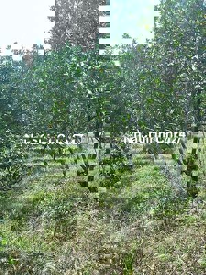 Chị Bán Miếng Đất Vườn Giá Ngộp Chỉ 320 triệu chốt, diện tích 1236m2