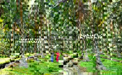 Hơn 1 mẫu đất vườn dừa, 4 sổ hồng, 300m thổ cư, gần chợ, trường học