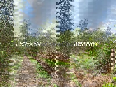 bán đất giá rẻ 8363m2 Tân Bình, thị xã LaGi, Bình Thuận. 197k/1m2