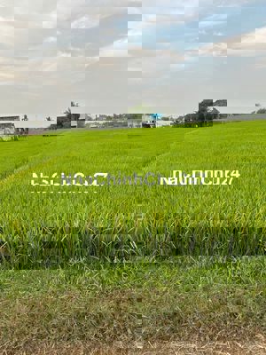 Đất nông nghiệp 1500 m2 xã Hòa Khánh Đông, Đức Hòa