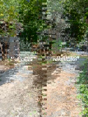 đât ba lá hòa khánh. thanh vinh 4