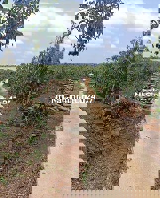 SIÊU RẺ CHỈ 380 1 SÀO ĐẤT VƯỜN