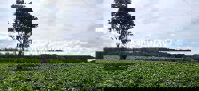 Cần bán 2,8 sào đất thị trấn