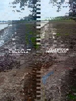 Lộ nhựa điện nước đầy đủ dân cư đông đúc