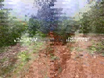 chỉ 1 tỷ 350t sở hữu lô đất 2,2ha (22000m2),thích làm vườn