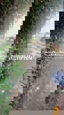 Đất vườn 2 mặt tiền đường.