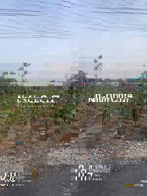 ❌ấp Quang Thọ xã Quơn Long CG-TG  👉em cần bán gấp 1 công đất đang trồn